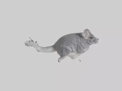 Chinchilla hopping model Low-poly 3D model