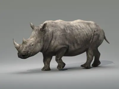 Rhino Animated 3D model purchase
