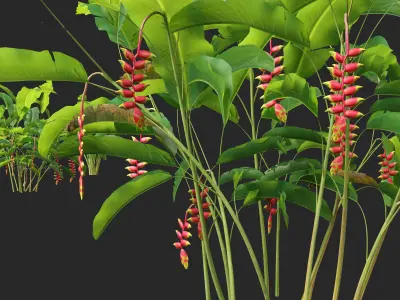 Heliconia rostrata - Hanging lobster claw 3D model