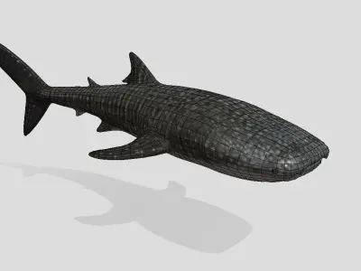 Whale Shark  Animated Low-poly Low-poly 3D model