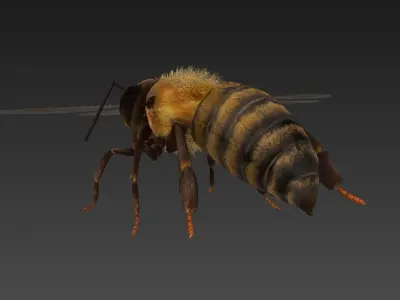honeybee bee Low-poly 3D model