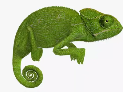 Chameleon Low-poly 3D model