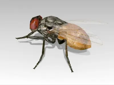 Fly Animated Low-poly 3D model