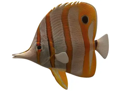 butterfly fish Low-poly 3D model