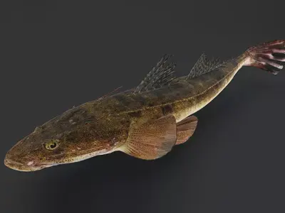 Realistic Flathead Fish Animated 3D model