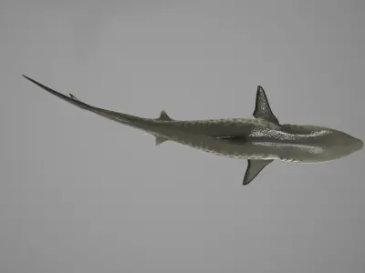 Tiger Shark Low-poly 3D model