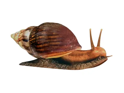 Giant African Land Snail Low-poly 3D model