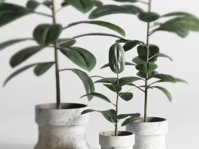 Indoor plant 04 Low-poly 3D model