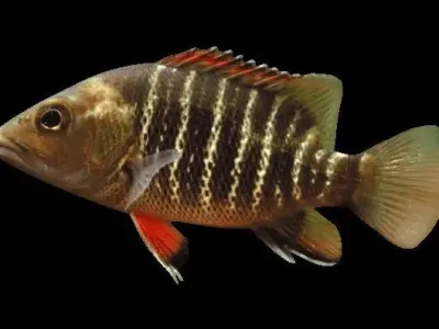 Mangrove Snapper Fish 3D model