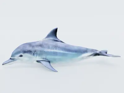 Dolphin Free 3D model