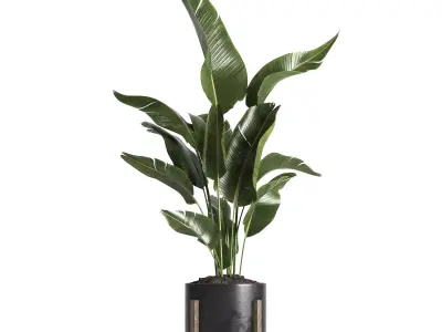 indoor plant 053 3D model