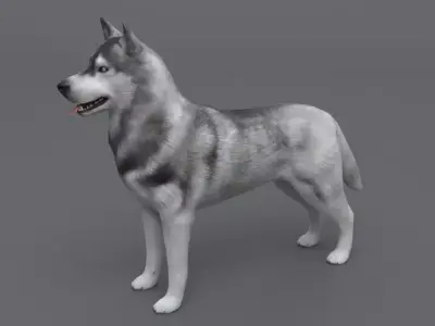 Husky dog Low-poly 3D model