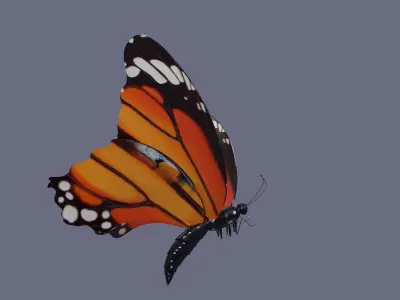 butterfly antenna wing insect fly wildlife summer sky 3D model