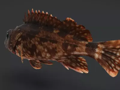 False Kelpfish - Red Rockfish Animated 3D model