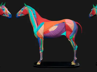 Horse Anatomy Kit Commercial License Low-poly 3D model