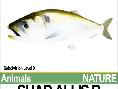Allis Shad B 3D model