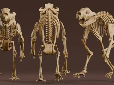 Realistic Mammals Fossil - Thylacoleo Low-poly 3D model