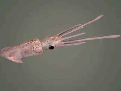 cuttlefish squid octopus cephlapod cephalopod fish  3D model