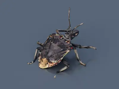 Stink bug Low-poly 3D model