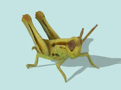 Grasshopper nymph Low-poly 3D model
