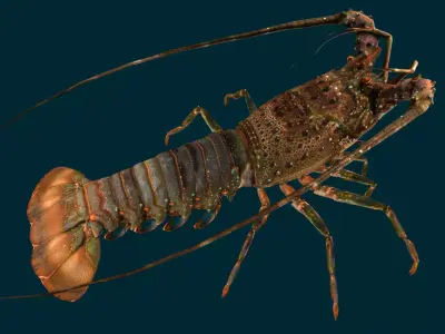 Realistic Lobster Animated 3D model