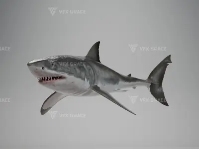 Great White Shark Animation - VFX Grace 3D model