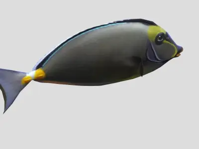 Orange Spine Unicornfish Realistic Animated Low-poly 3D model