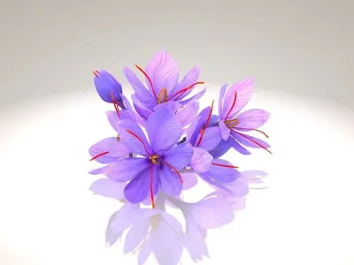 Crocus Blossom Low-poly 3D model