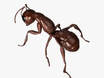 Carpenter Ant 3D model