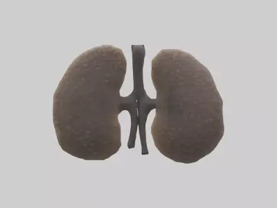 Hyena Kidneys Low-poly 3D model