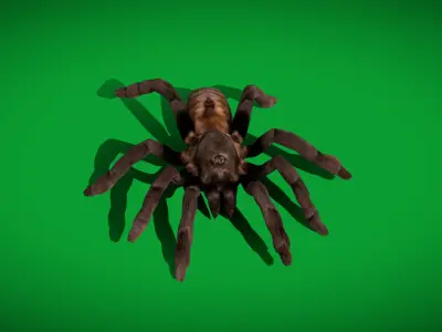Tarantula Spider Low-poly 3D model