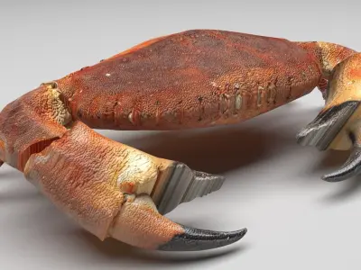 Sea Crab 3D model