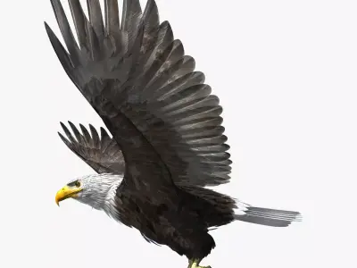 American Bald Eagle - rigged - animated 3D model