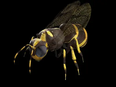 Honeybee Low poly and fully rigged Low-poly 3D model