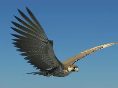 Peregrine Falcon Folded Wings Low-poly 3D model