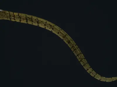 Moray eel 3D model