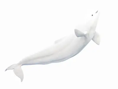 Marine Collection Animated 3D model