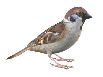 Sparrow Male 3D model