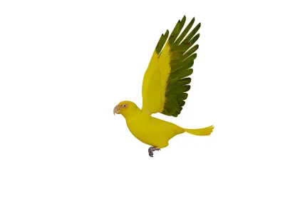 Golden Parrot Conure Low-poly 3D model