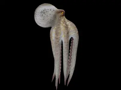 Animated Octopus 3D model