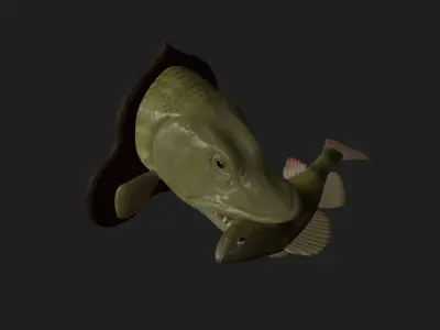 PIKE EAT PERCH DETAILED TEXTURE TROPHY TAXIDERMY FOR 3D PRINTING Free 3D print model