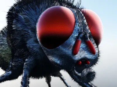 Housefly fly with eyes Low-poly 3D model