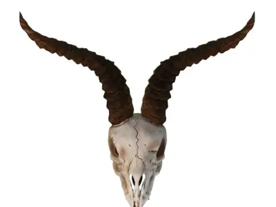 Ram Skull 3D model