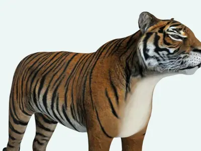 Siberian Tiger 3D model