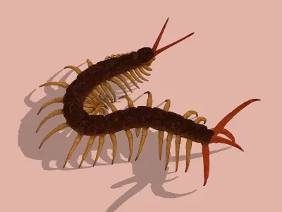 Centipede Low-poly 3D model