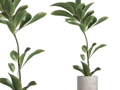 indoor plant 055 3D model
