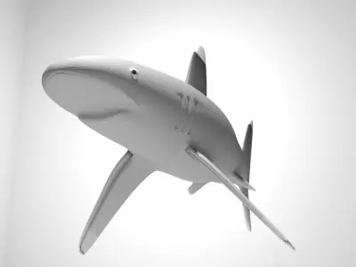 Shark - Whitetip 3D model
