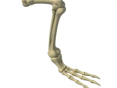 Pigeon Leg Skeleton 3D model
