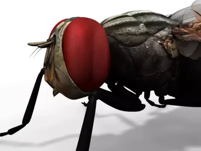 housefly 3d model fly 3D model