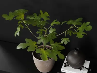  Small Potted Fig Plant Model 